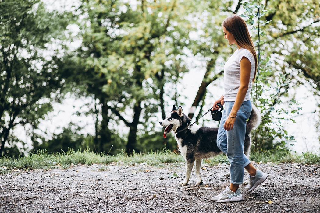 The Advantages of Taking Your Dog for a Stroll